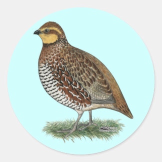 Bobwhite Quail Hen Classic Round Sticker