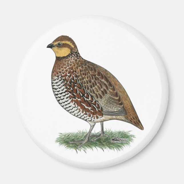 Bobwhite Quail Hen Magnet (Front)
