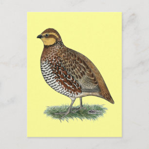 Bobwhite Quail Hen Postcard