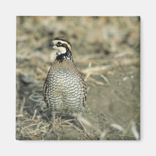 Bobwhite Quail Magnet