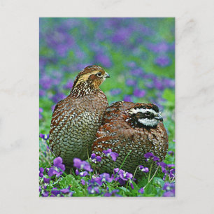 Bobwhite Quail Photograph Postcard