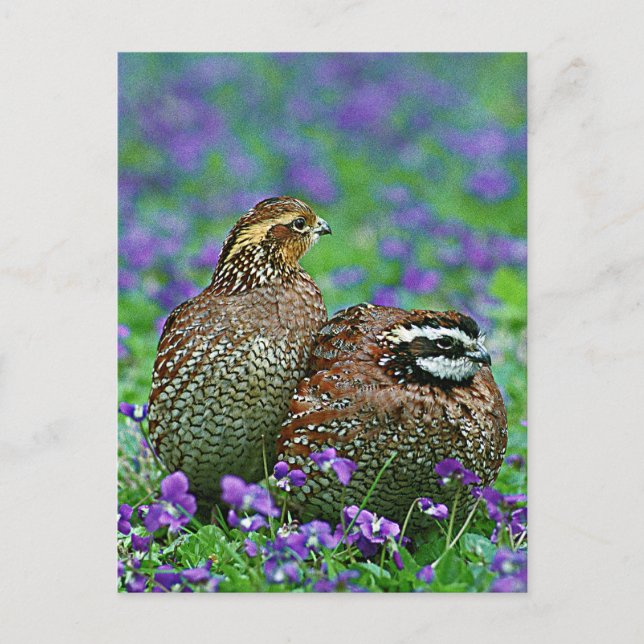 Bobwhite Quail Photograph Postcard (Front)