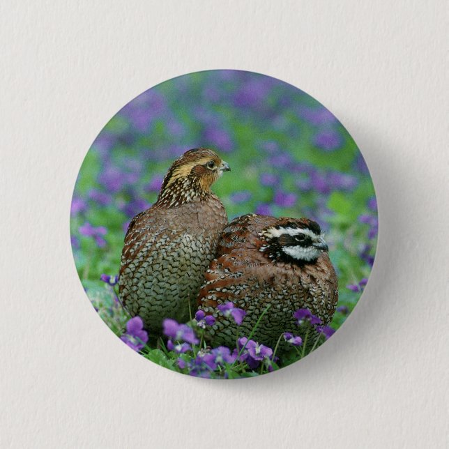 Bobwhite Quail Photography 6 Cm Round Badge (Front)