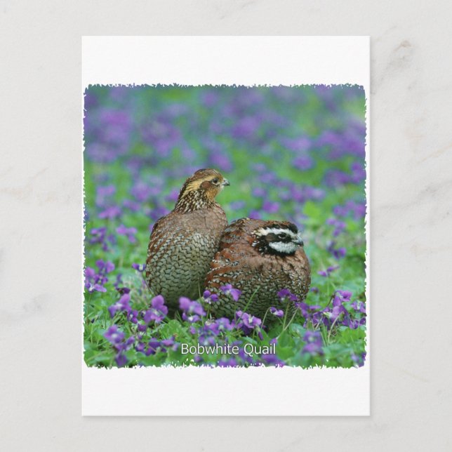 Bobwhite Quail Photography Postcard (Front)