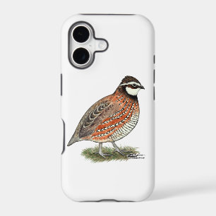 Bobwhite Quail Rooster