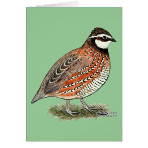 Bobwhite Quail Rooster