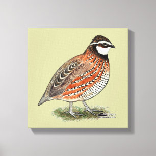 Bobwhite Quail Rooster Canvas Print