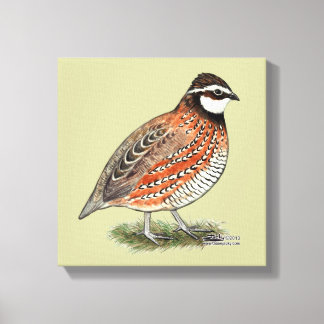 Bobwhite Quail Rooster Canvas Print