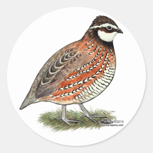 Bobwhite Quail Rooster Classic Round Sticker (Front)