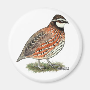 Bobwhite Quail Rooster Magnet