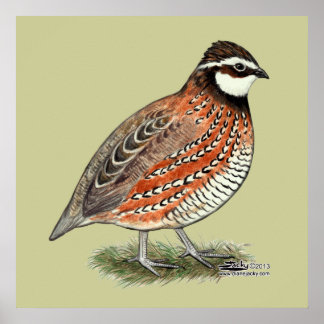 Bobwhite Quail Rooster Poster