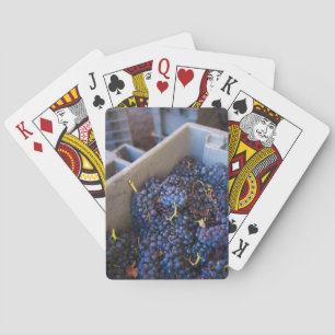 Bodega Marques de Riscal winery, grapes Playing Cards