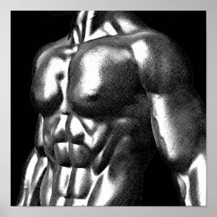 Body Builder Mans Torso Drawing Poster