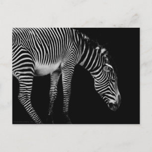 Body Language Postcard