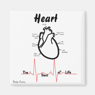 Body Parts -- Human Heart Magnet