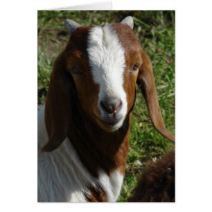 Boer Goat