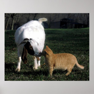 Boer Goat And Cat Portrait Poster Print