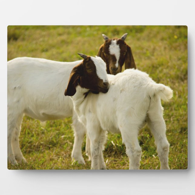 Boer Goat in Grassy Pasture Photo Plaque (Front)