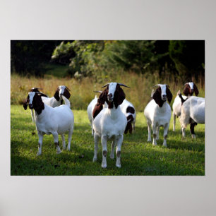 Boer Goat The Gangs All Here Poster Print