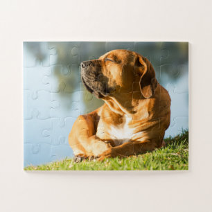 Boerboel Dog enjoying the Sun Jigsaw Puzzle