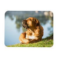 Boerboel