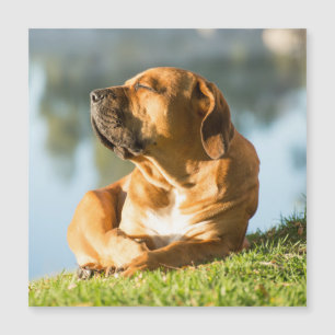 Boerboel Magnetic Card