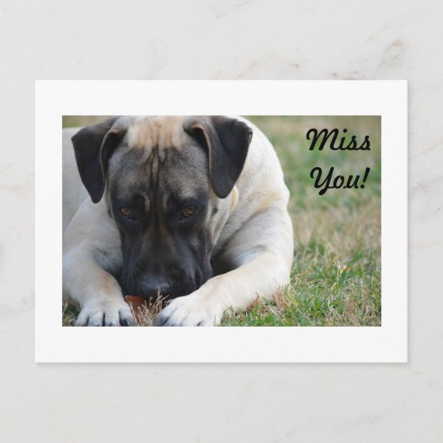 Boerboel Postcard (Front)