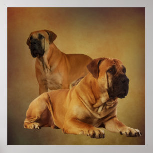 Boerboel - South African Mastiff Poster