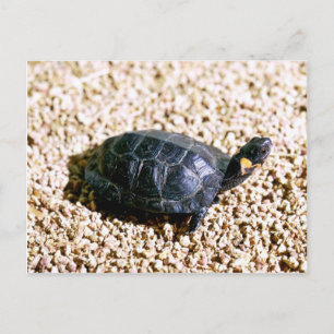 Bog turtle postcard