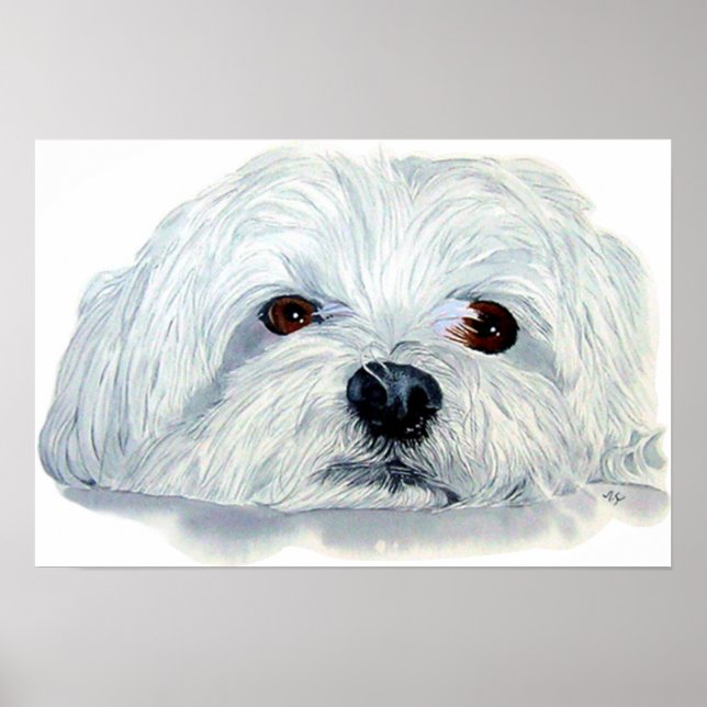 Bogart the Maltese Canvas Print (Front)