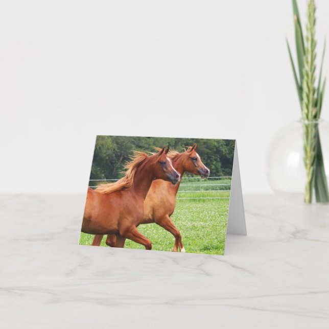 BOGO Colts Blank Note Card (Front)
