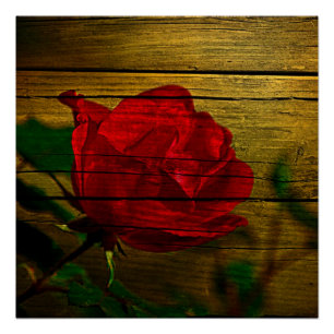 Bohemian barn woodgrain Valentine's day Red Rose Poster