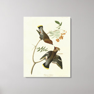 Bohemian Chatterer (Waxwing) Audubon Birds America Canvas Print