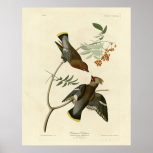 Bohemian Chatterer (Waxwing) Audubon Birds America Poster