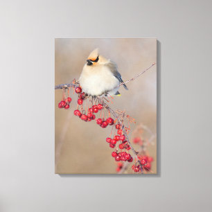 Bohemian waxwing in winter, Canada Canvas Print