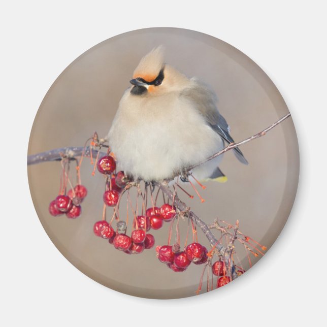 Bohemian waxwing in winter, Canada Magnet (Front)