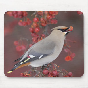 Bohemian Waxwing Mousepad