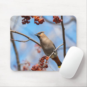 Bohemian Waxwing, Wildlife Avian Photography Mouse Pad