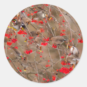 Bohemian Waxwings Feeding On Mountain Ash Classic Round Sticker