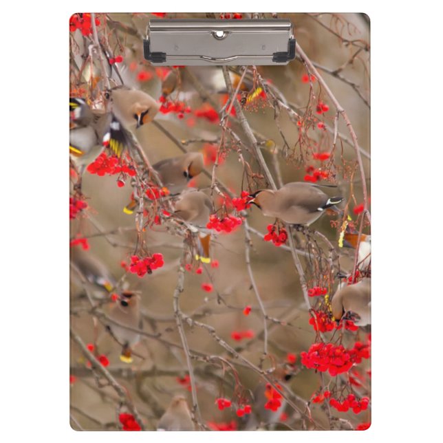 Bohemian Waxwings Feeding On Mountain Ash Clipboard (Front)