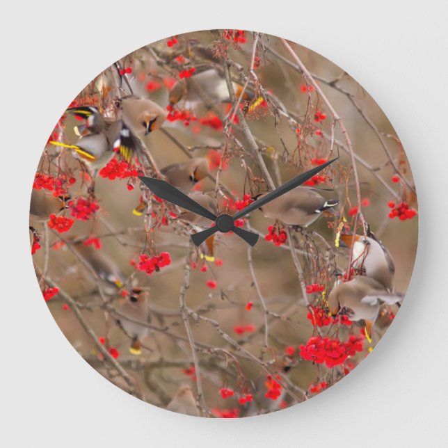 Bohemian Waxwings Feeding On Mountain Ash Large Clock (Front)