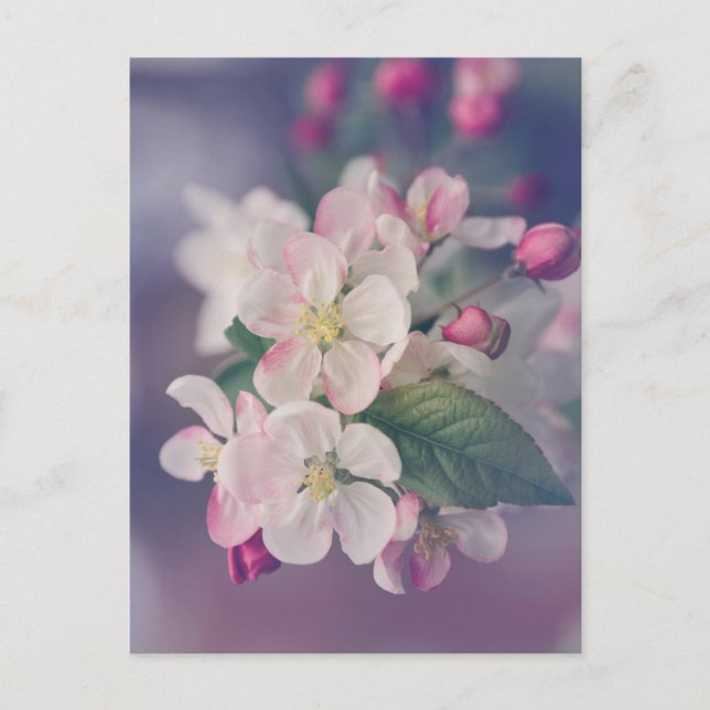 Boho Esthetic Post Card 018 (Front)