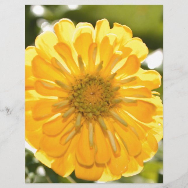 Boho yellow flower  (Front)