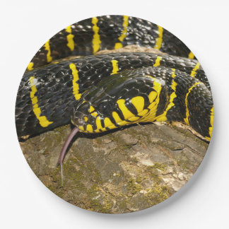 Boiga dendrophila or mangrove snake paper plate