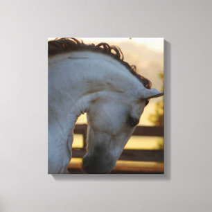 Bold At Sunset Canvas Print