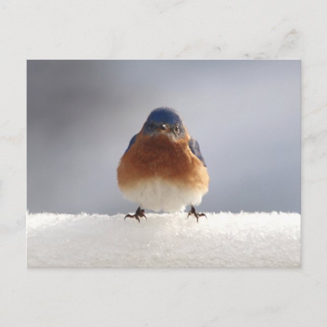 Bold Blue Bird Holiday Postcard (Front)