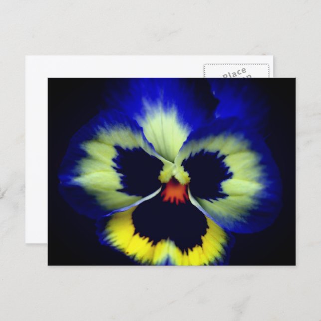 Bold Blue Pansy Flower Photography  Postcard (Front/Back)