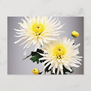 Bold Chrysanthemum Abstract Postcard