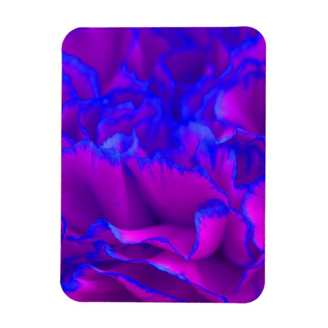 Bold Fuschia Pink and Blue Carnation Flower Magnet (Vertical)