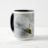 Bold Iconic Ring Billed Gull Georgia Photography  
